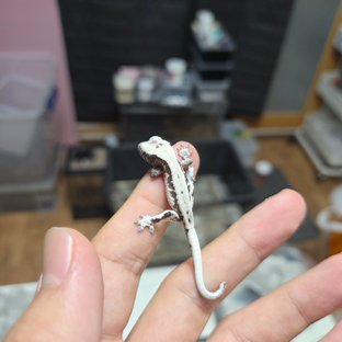 프라푸치노 아잔틱 릴잔틱