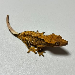 텐저린 트라이 익스트림할리퀸