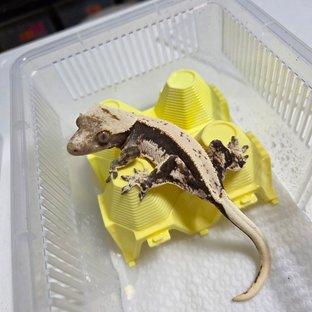 드리피 풀핀 쿼드