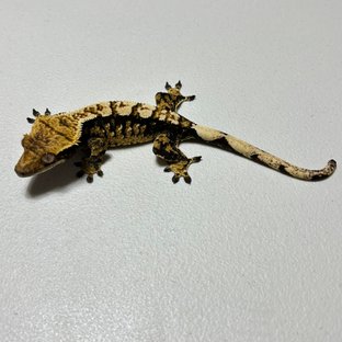 트라이 익스트림할리퀸