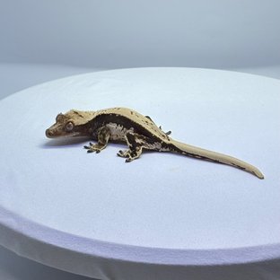 드리피 화이트스팟