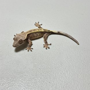 세이블