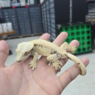 화이트스팟 드리피