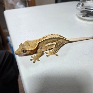 뉴형