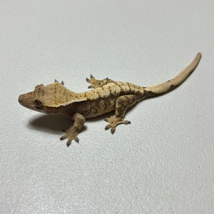 트라이 익스트림할리퀸