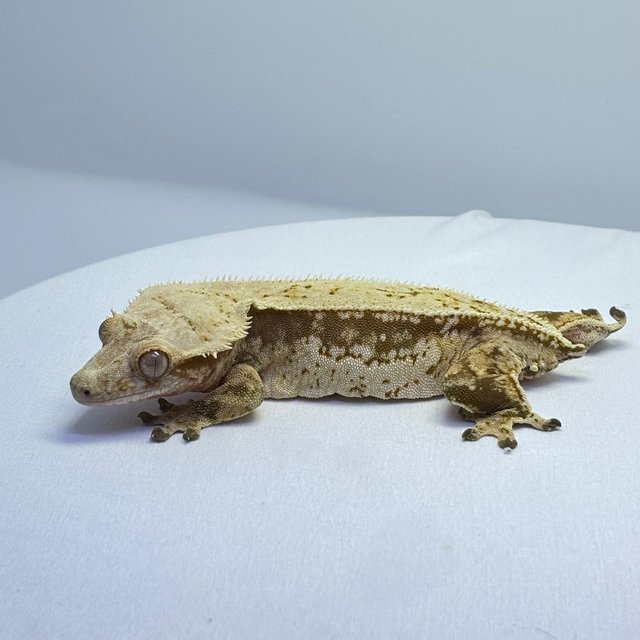 드리피 쿼드 풀핀 화이트스팟