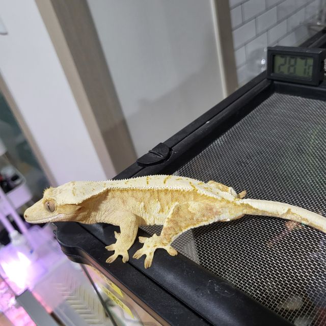 크림시클