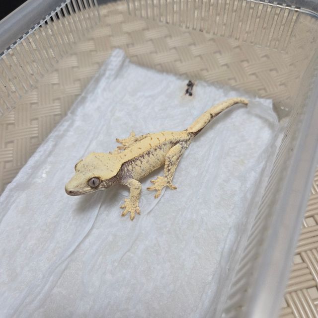 드리피 화이트스팟