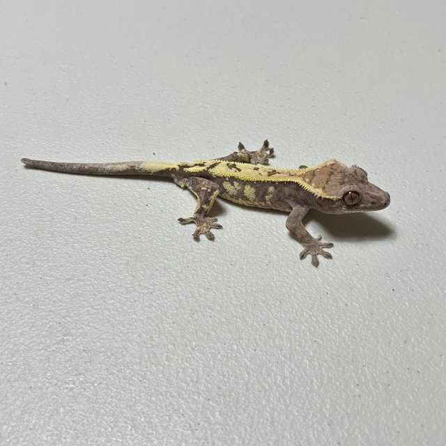 세이블