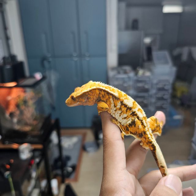 트라이 익스트림할리퀸 텐저린