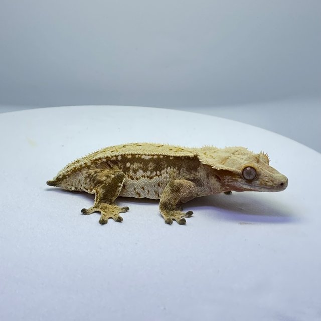 드리피 쿼드 풀핀 화이트스팟