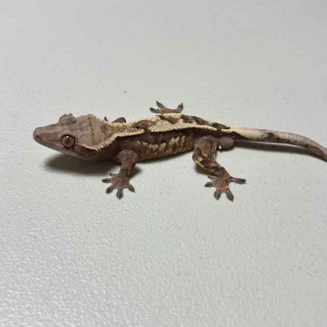 세이블