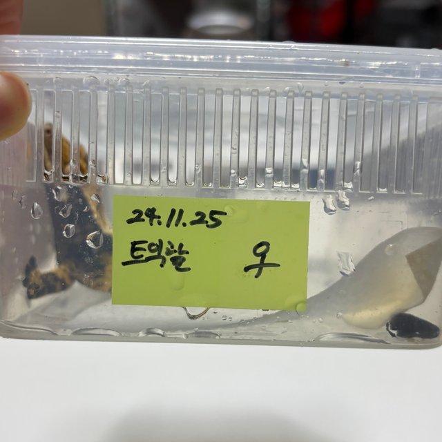 트라이 익스트림할리퀸
