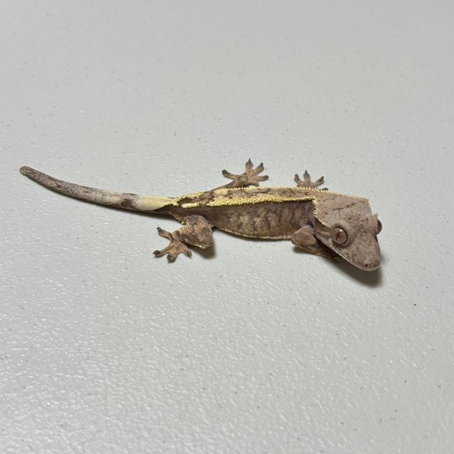 세이블