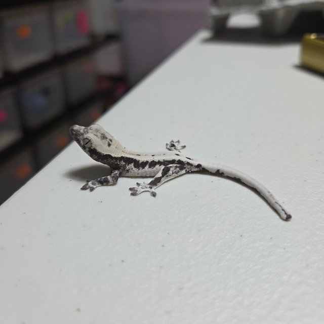 프라푸치노 아잔틱 릴잔틱