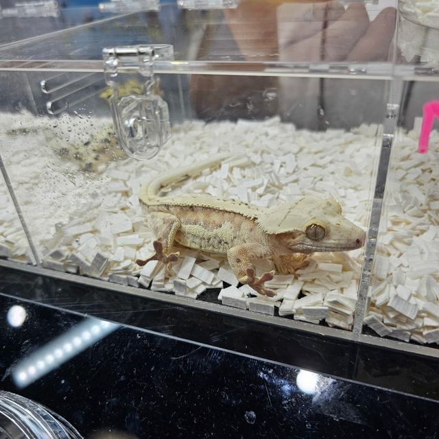 쿼드 크림시클