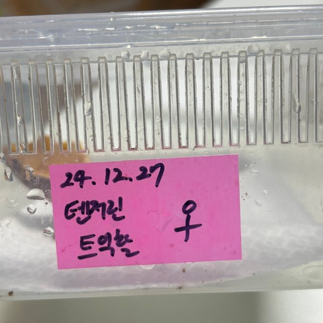 트라이 익스트림할리퀸 텐저린