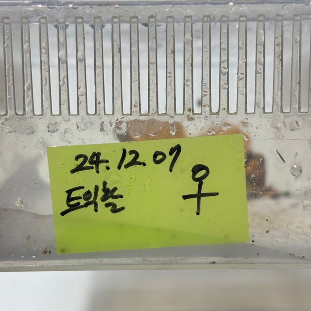 텐저린 트라이 익스트림할리퀸