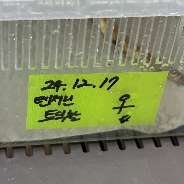 텐저린 트라이 익스트림할리퀸