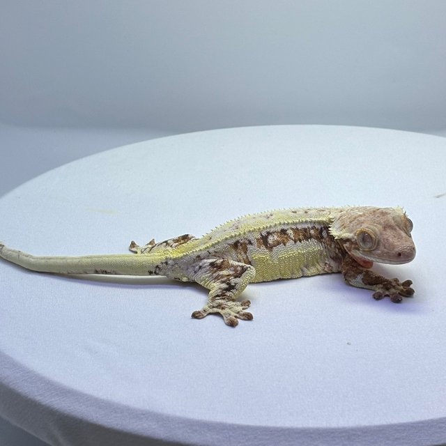 릴리화이트 트라이