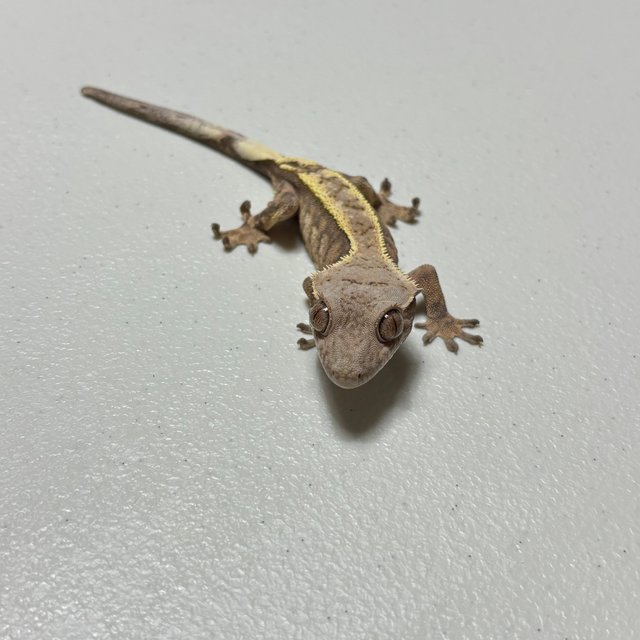 세이블