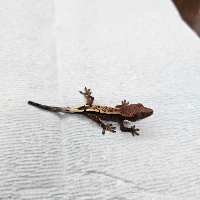 세이블
