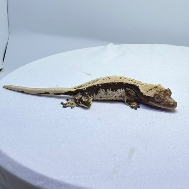 드리피 화이트스팟