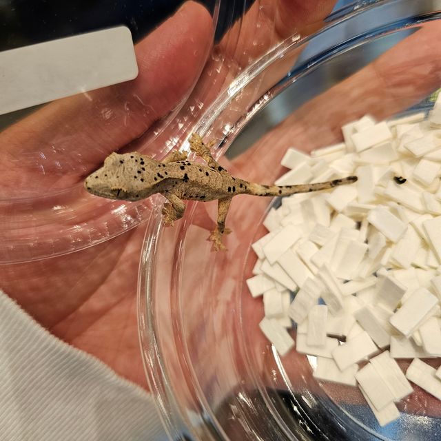 슈퍼달마시안
