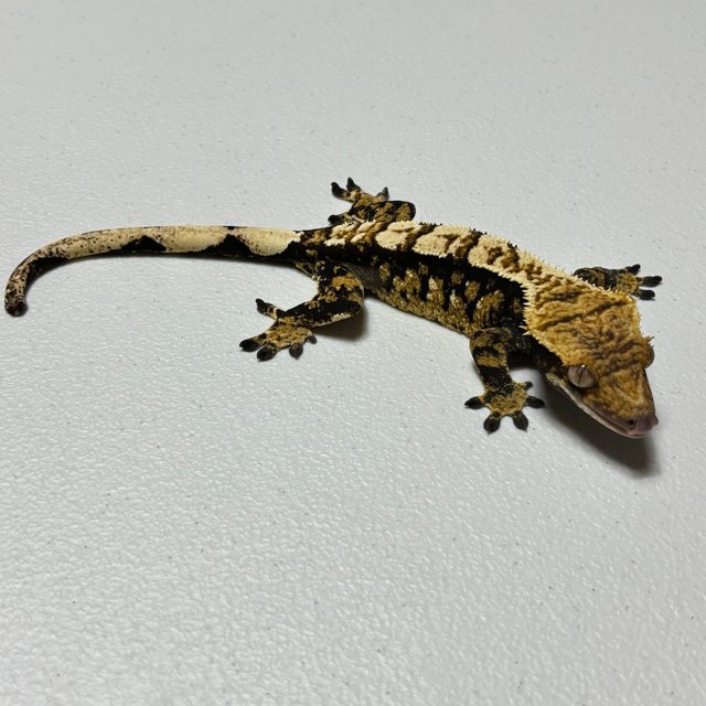 트라이 익스트림할리퀸
