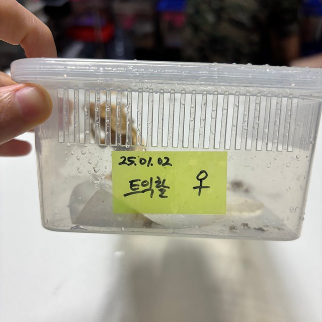 트라이 익스트림할리퀸