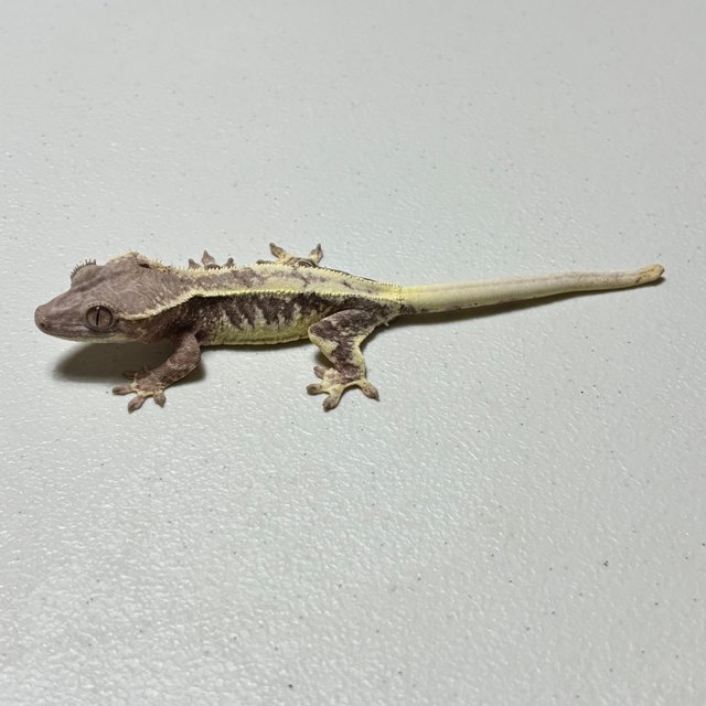 릴리 세이블