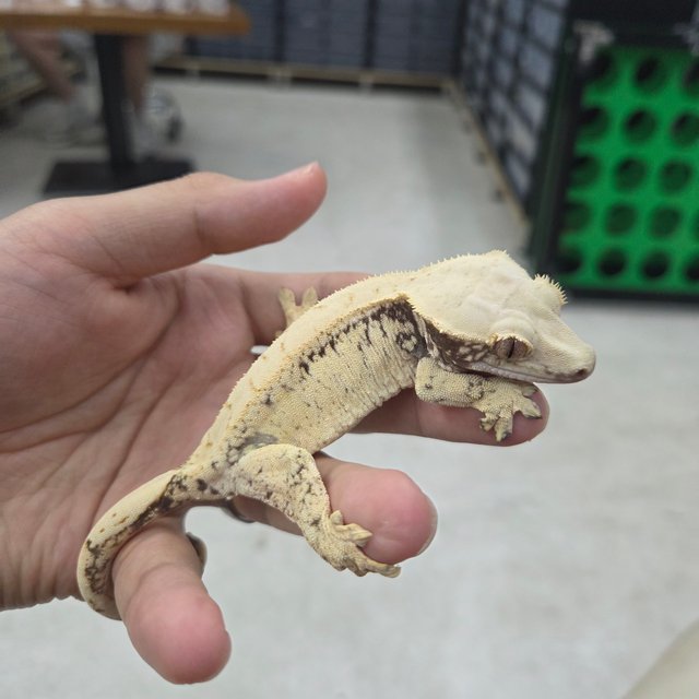 화이트스팟 드리피