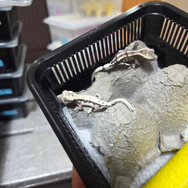 프라푸치노 아잔틱 릴잔틱