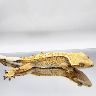 트라이 드리피 화이트스팟