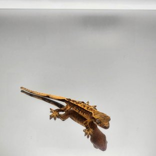 핀스트라이프 트라이