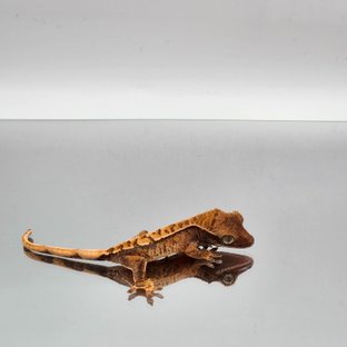 트라이 익스트림할리퀸 텐저린