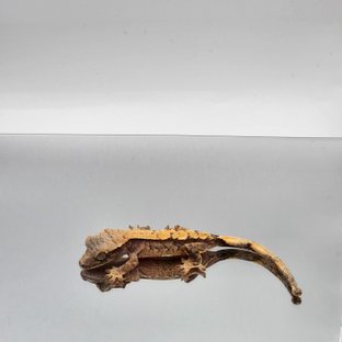 드리피 화이트스팟