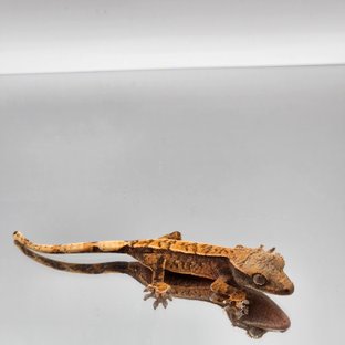 트라이 익스트림할리퀸 텐저린