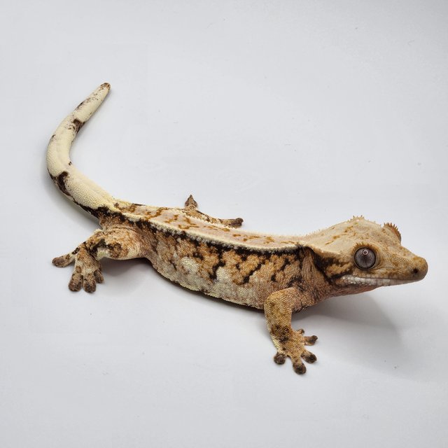 핀스트라이프 드리피 익스트림할리퀸 텐저린