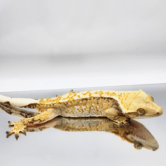 트라이 드리피 화이트스팟