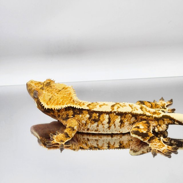 트라이 익스트림할리퀸