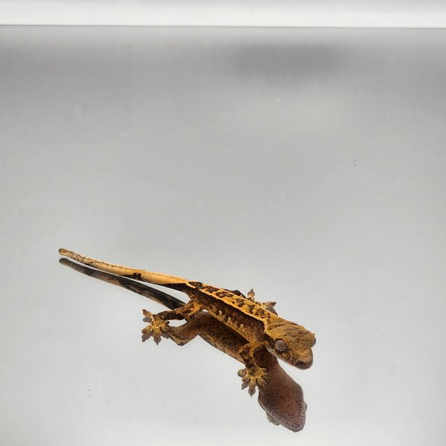 핀스트라이프 트라이