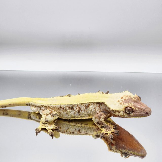 솔리드백 릴리 세이블