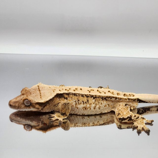 풀핀 드리피 쿼드