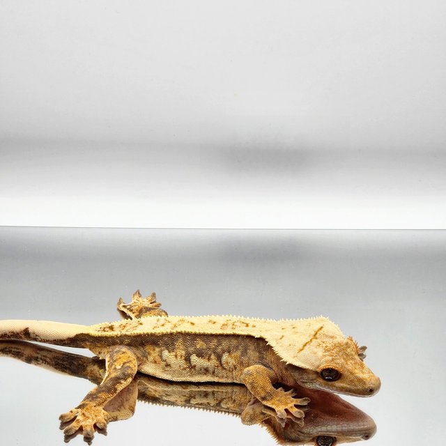 풀핀 트라이 쿼드