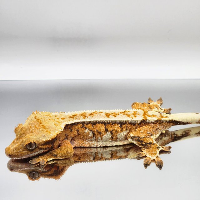 트라이 드리피 익스트림할리퀸 텐저린