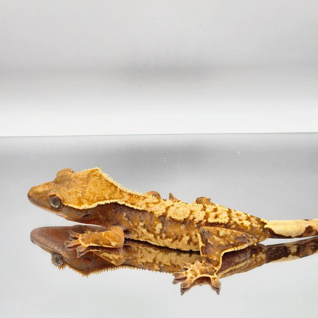 트라이 익스트림할리퀸 바브