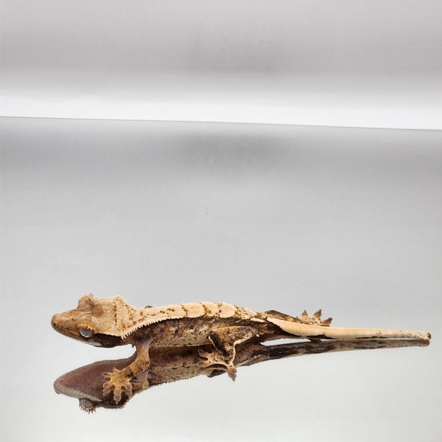 드리피 화이트스팟