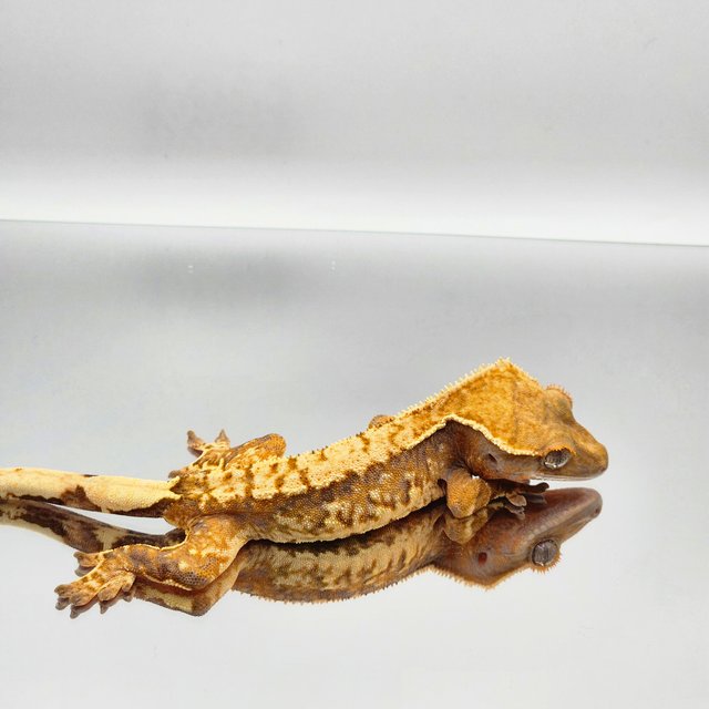 트라이 익스트림할리퀸 바브