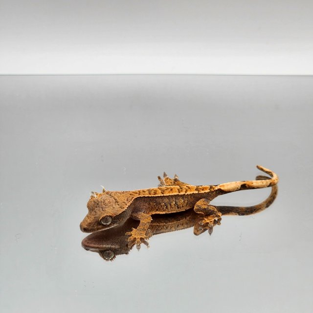 트라이 익스트림할리퀸 텐저린